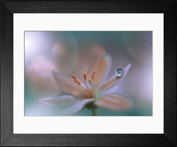 Framed Print : Beautiful macro shot of magic flowers.Border art design.Magic light.Extreme close up macro photography.Conceptual abstract image.Green and White Drop Framed Print : Beautiful macro shot of magic flowers.Border art design.Magic light.Extreme close up macro photography.Conceptual abstract image.Green and White Drop