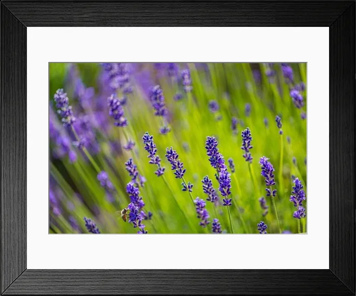 Framed Print : Lavender flowers artistic nature macro. Summer field growing and blooming lavender closeup. Amazing stunning floral background, relax and peaceful Framed Print : Lavender flowers artistic nature macro. Summer field growing and blooming lavender closeup. Amazing stunning floral background, relax and peaceful