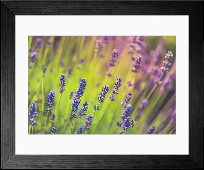 Framed Print : Lavender flowers artistic nature macro. Summer field growing and blooming lavender closeup. Amazing stunning floral background, relax and peaceful