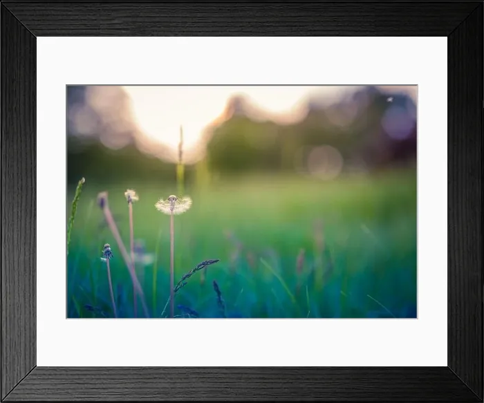 Framed Print : Spring nature scene. Beautiful landscape. Park with dandelions, green grass, Trees and flowers. Tranquil Background, sunlight. Closeup meadow Framed Print : Spring nature scene. Beautiful landscape. Park with dandelions, green grass, Trees and flowers. Tranquil Background, sunlight. Closeup meadow