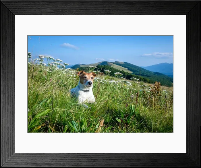 Framed Print : Alone white dog sitting in the flowers Framed Print : Alone white dog sitting in the flowers