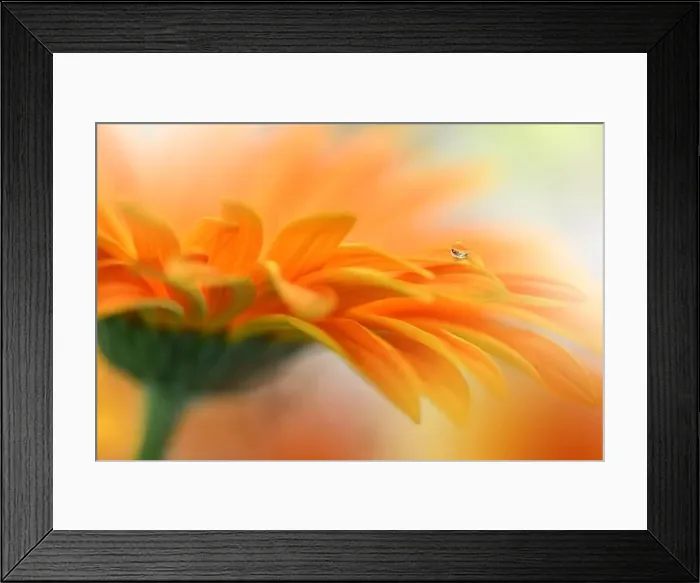 Framed Print : Beautiful macro shot of magic flowers.Border art design.Magic light.Extreme close up photography.Conceptual abstract image.Orange and White Colors Framed Print : Beautiful macro shot of magic flowers.Border art design.Magic light.Extreme close up photography.Conceptual abstract image.Orange and White Colors