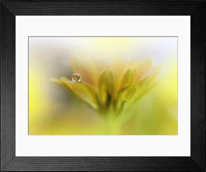 Framed Print : Beautiful macro shot of magic flowers.Border art design. Magic light.Extreme close up photography.Conceptual abstract image.Yellow and White Colors Framed Print : Beautiful macro shot of magic flowers.Border art design. Magic light.Extreme close up photography.Conceptual abstract image.Yellow and White Colors