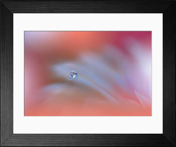 Framed Print : Beautiful macro shot of magic flowers.Border art design. Magic light.Extreme close up photography.Conceptual abstract image.Orange and Pink Colors Framed Print : Beautiful macro shot of magic flowers.Border art design. Magic light.Extreme close up photography.Conceptual abstract image.Orange and Pink Colors