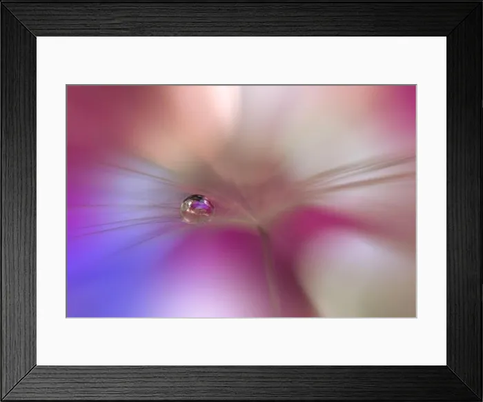 Framed Print : Beautiful Nature Background.Floral Art Design.Abstract Macro Photography.Pastel Flower.Dandelion Flowers.Pink Background.Creative Artistic Wallpaper Framed Print : Beautiful Nature Background.Floral Art Design.Abstract Macro Photography.Pastel Flower.Dandelion Flowers.Pink Background.Creative Artistic Wallpaper