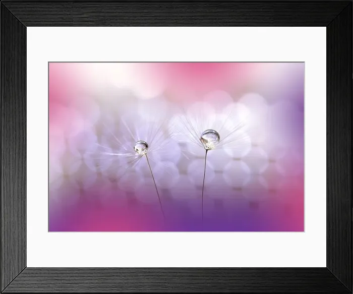 Framed Print : Beautiful Nature Background.Floral Art Design.Abstract Macro Photography.Pastel Flower.Dandelion Flowers.Pink Background.Creative Artistic Wallpaper Framed Print : Beautiful Nature Background.Floral Art Design.Abstract Macro Photography.Pastel Flower.Dandelion Flowers.Pink Background.Creative Artistic Wallpaper