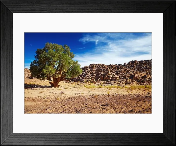 Framed Print : Saharan Cypress, very rare coniferous tree in Tassili N'Ajjer, Sahara Desert, Algeria Framed Print : Saharan Cypress, very rare coniferous tree in Tassili N'Ajjer, Sahara Desert, Algeria