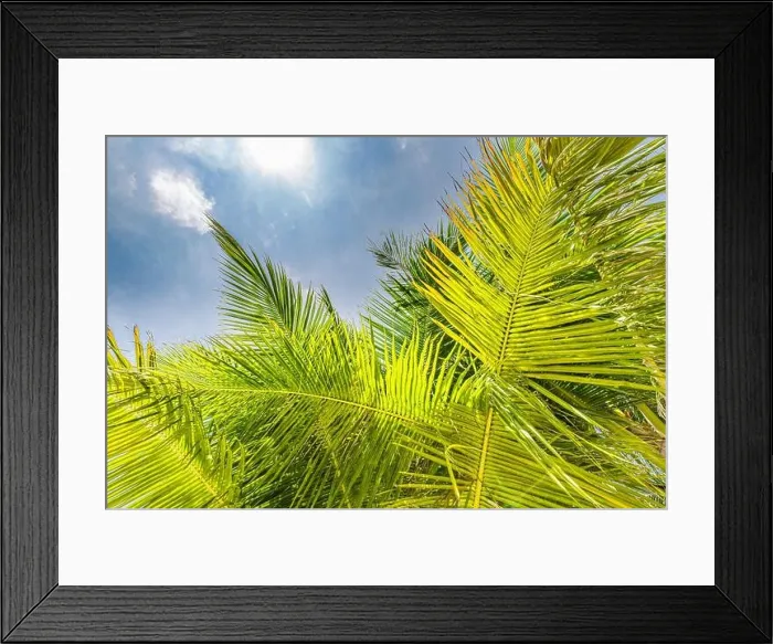 Framed Print : Palm trees with sky in the background. Vacation under a palm tree on the shore of the island under a blue sky in the tropics, artistic nature view Framed Print : Palm trees with sky in the background. Vacation under a palm tree on the shore of the island under a blue sky in the tropics, artistic nature view