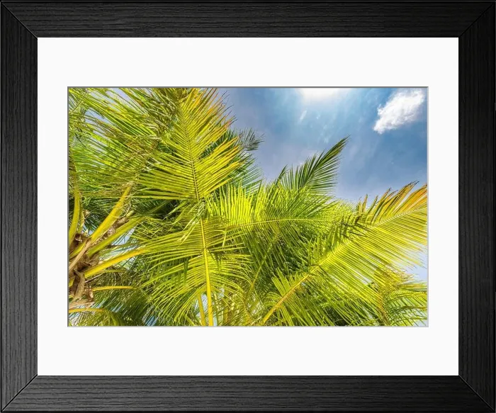 Framed Print : Palm trees with sky in the background. Vacation under a palm tree on the shore of the island under a blue sky in the tropics, artistic nature view Framed Print : Palm trees with sky in the background. Vacation under a palm tree on the shore of the island under a blue sky in the tropics, artistic nature view