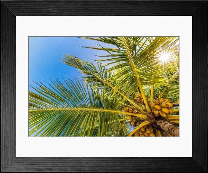 Framed Print : Palm trees with sky in the background. Vacation under a palm tree on the shore of the island under a blue sky in the tropics, artistic nature view Framed Print : Palm trees with sky in the background. Vacation under a palm tree on the shore of the island under a blue sky in the tropics, artistic nature view
