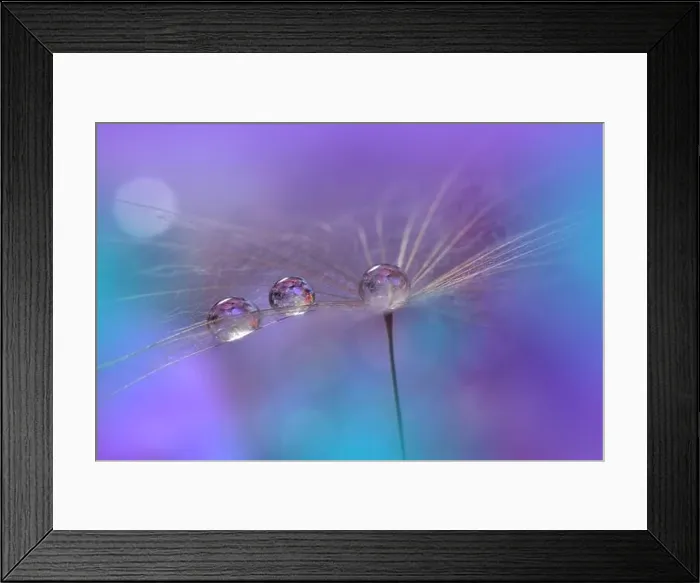 Framed Print : Beautiful Nature Background.Floral Art Design.Abstract Macro Photography.Pastel Flower.Dandelion Flowers.Violet Background.Creative Artistic Wallpaper Framed Print : Beautiful Nature Background.Floral Art Design.Abstract Macro Photography.Pastel Flower.Dandelion Flowers.Violet Background.Creative Artistic Wallpaper