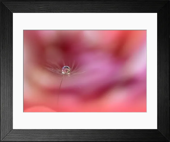 Framed Print : Beautiful Nature Background.Floral Art Design.Abstract Macro Photography.Pastel Flower.Dandelion Flowers.Pink Background.Creative Artistic Wallpaper Framed Print : Beautiful Nature Background.Floral Art Design.Abstract Macro Photography.Pastel Flower.Dandelion Flowers.Pink Background.Creative Artistic Wallpaper