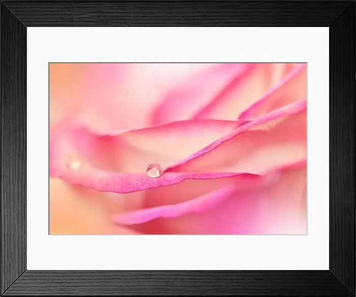 Framed Print : Beautiful Nature Background.Floral Art Design.Abstract Macro Photography.Pink Rose Flower.Pastel Flowers.Violet Background.Creative Artistic Wallpaper Framed Print : Beautiful Nature Background.Floral Art Design.Abstract Macro Photography.Pink Rose Flower.Pastel Flowers.Violet Background.Creative Artistic Wallpaper