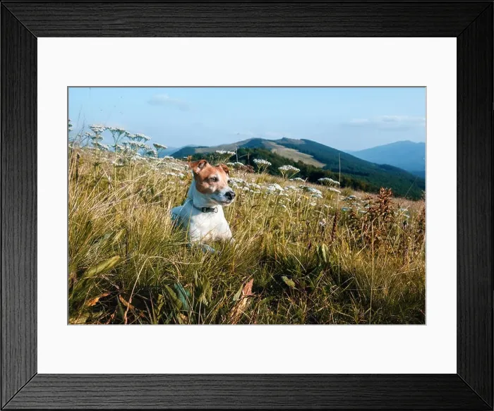 Framed Print : Alone white dog sitting in the flowers Framed Print : Alone white dog sitting in the flowers
