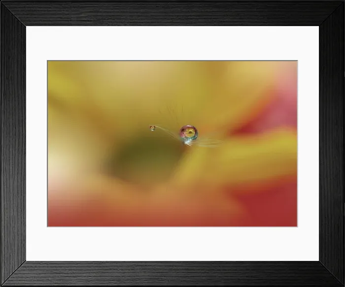 Framed Print : Beautiful Nature Background.Floral Art Design.Abstract Macro Photography.Pastel Flower.Dandelion Flowers.Yellow Background.Creative Artistic Wallpaper Framed Print : Beautiful Nature Background.Floral Art Design.Abstract Macro Photography.Pastel Flower.Dandelion Flowers.Yellow Background.Creative Artistic Wallpaper