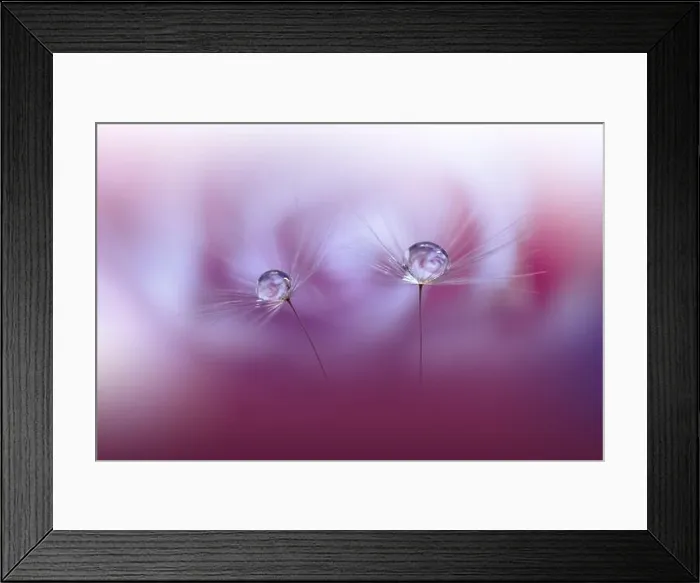 Framed Print : Beautiful Nature Background.Floral Art Design.Abstract Macro Photography.Pastel Flower.Dandelion Flowers.Violet Background.Creative Artistic Wallpaper Framed Print : Beautiful Nature Background.Floral Art Design.Abstract Macro Photography.Pastel Flower.Dandelion Flowers.Violet Background.Creative Artistic Wallpaper