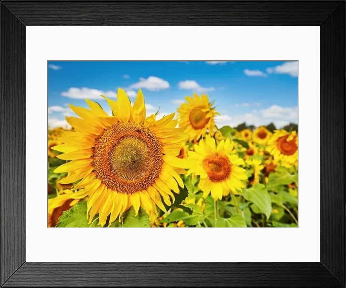 Framed Print : Closeup bright sunflower over blurred field and blue sky background Framed Print : Closeup bright sunflower over blurred field and blue sky background