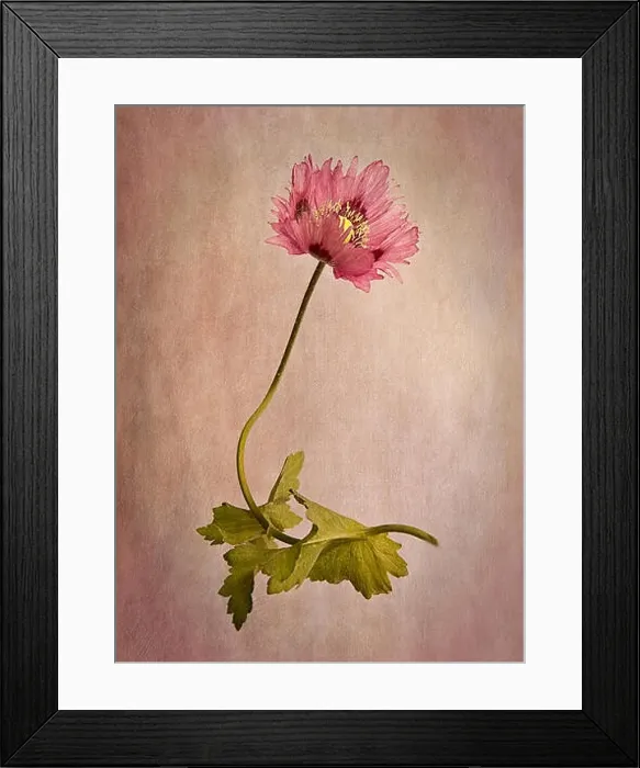 Framed Print : Frilly poppy Framed Print : Frilly poppy