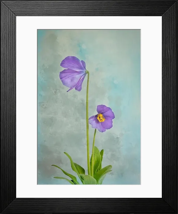Framed Print : A plant of the dwarf Meconopsis henrici isolated with a coloured, textured background Framed Print : A plant of the dwarf Meconopsis henrici isolated with a coloured, textured background