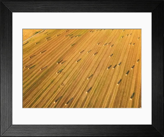 Framed Print : Aerial View Of Summer Hay Rolls Straw Field Landscape In Evening. Haystack, Hay Roll in Sunrise Time. Natural Agricultural Background Backdrop Harvest