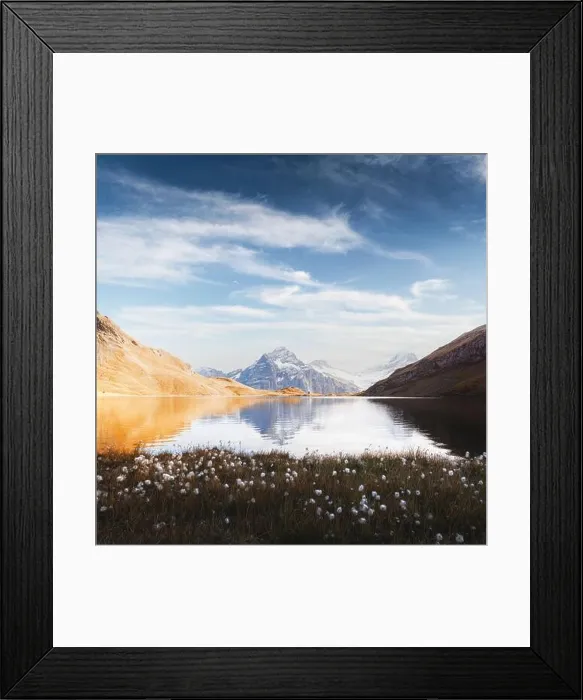 Framed Print : Picturesque view on Bachalpsee lake in Swiss Alps mountains. White flowers blooming on a foreground. Grindelwald valley, Switzerland Framed Print : Picturesque view on Bachalpsee lake in Swiss Alps mountains. White flowers blooming on a foreground. Grindelwald valley, Switzerland