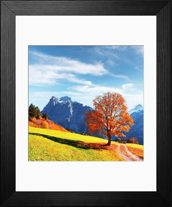 Framed Print : Picturesque autumn landscape with orange tree, green meadow and blue mountains in Grindelwald village in Swiss Alps Framed Print : Picturesque autumn landscape with orange tree, green meadow and blue mountains in Grindelwald village in Swiss Alps