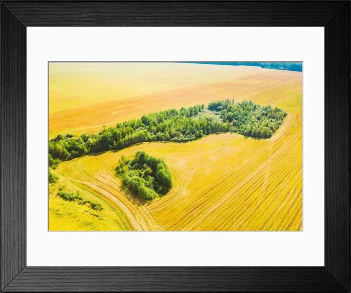 Framed Print : Green Forest Island With Green Grass, Forest In Summer Rural Field. Aerial View Of Summer Hay Landscape. Harvest Season Time. Cut Dry Grass Turned