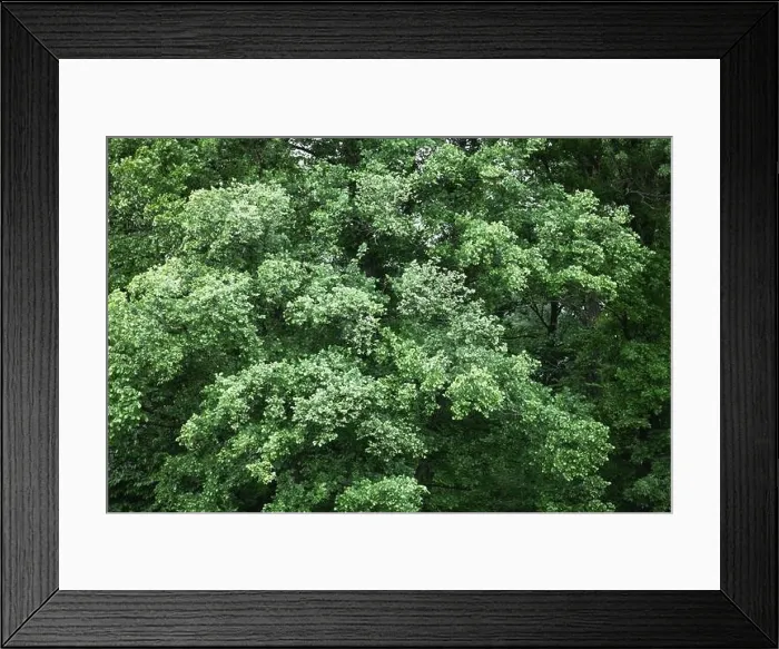 Framed Print : Aerial drone photo looking down on magical summer forest. Nature background. Landscape photography Framed Print : Aerial drone photo looking down on magical summer forest. Nature background. Landscape photography