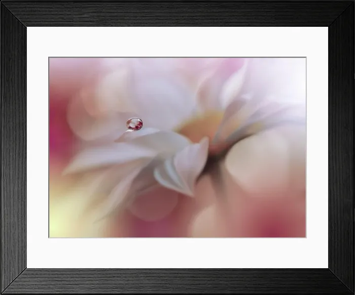 Framed Print : Beautiful Nature Background.Floral Art Design.Abstract Macro Photography.White Daisy Flower.Pastel Flowers.Violet Background.Creative Artistic Drop Framed Print : Beautiful Nature Background.Floral Art Design.Abstract Macro Photography.White Daisy Flower.Pastel Flowers.Violet Background.Creative Artistic Drop