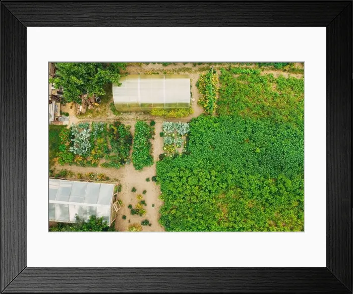Framed Print : Aerial View Of Vegetable Garden. Potato Plantation And Greenhouse At Summer Evening. Village Garden Beds. Top Flat View Framed Print : Aerial View Of Vegetable Garden. Potato Plantation And Greenhouse At Summer Evening. Village Garden Beds. Top Flat View
