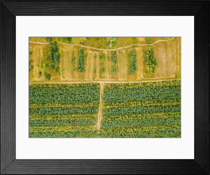 Framed Print : Aerial View Green Forest Deforestation Area Landscape. Top View Of New Young Growing Forest. European Nature From High Attitude In Summer Season Framed Print : Aerial View Green Forest Deforestation Area Landscape. Top View Of New Young Growing Forest. European Nature From High Attitude In Summer Season