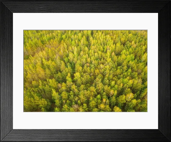 Framed Print : Aerial View Of Green Pine Coniferous Forest In Landscape In Spring. Top View From Attitude. Drone View Of European Woods At Springtime Framed Print : Aerial View Of Green Pine Coniferous Forest In Landscape In Spring. Top View From Attitude. Drone View Of European Woods At Springtime