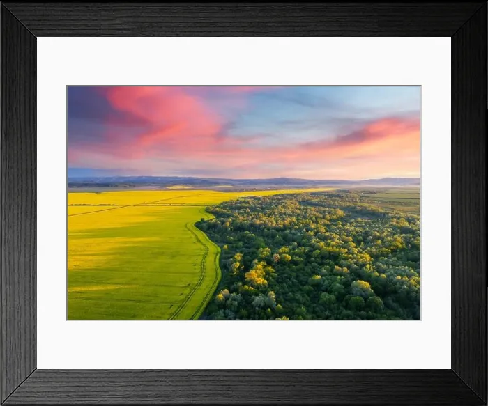 Framed Print : Aerial drone top view of yellow blooming field of rapeseed with lines from tractor tracks and green forest on sunny spring or summer day Framed Print : Aerial drone top view of yellow blooming field of rapeseed with lines from tractor tracks and green forest on sunny spring or summer day