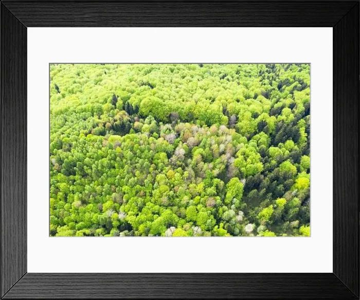 Framed Print : Aerial drone photo looking down on magical spring summer forest with bright green leaves. Nature background Framed Print : Aerial drone photo looking down on magical spring summer forest with bright green leaves. Nature background