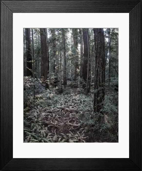 Framed Print : Sunlight descends into the shadows of a forest of Redwood trees, Sequoia sempervirens, in Northern California Framed Print : Sunlight descends into the shadows of a forest of Redwood trees, Sequoia sempervirens, in Northern California