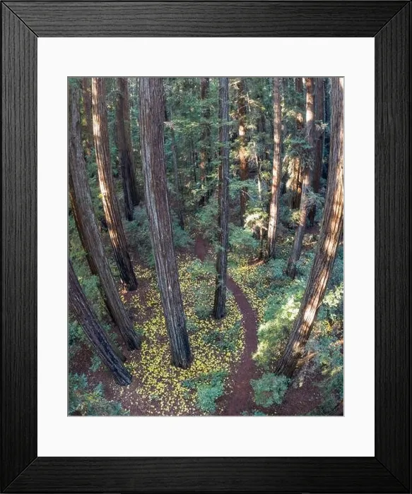 Framed Print : Sunlight descends into the shadows of a forest of Redwood trees, Sequoia sempervirens, in Northern California Framed Print : Sunlight descends into the shadows of a forest of Redwood trees, Sequoia sempervirens, in Northern California