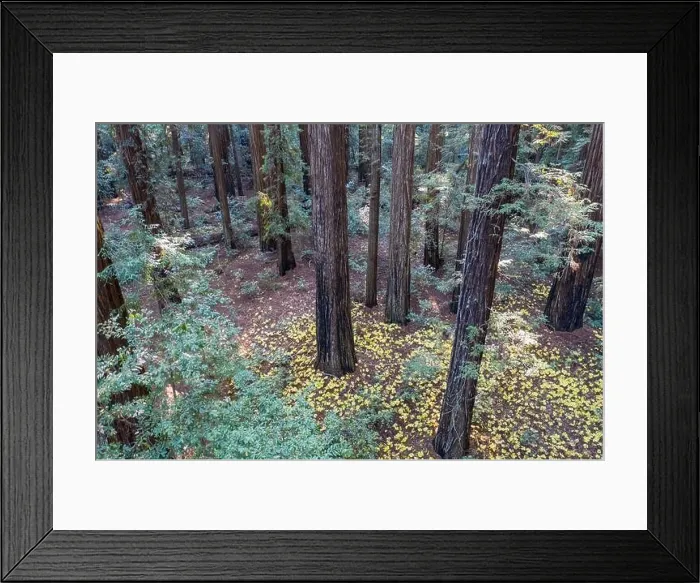 Framed Print : Sunlight descends into the shadows of a forest of Redwood trees, Sequoia sempervirens, in Northern California Framed Print : Sunlight descends into the shadows of a forest of Redwood trees, Sequoia sempervirens, in Northern California
