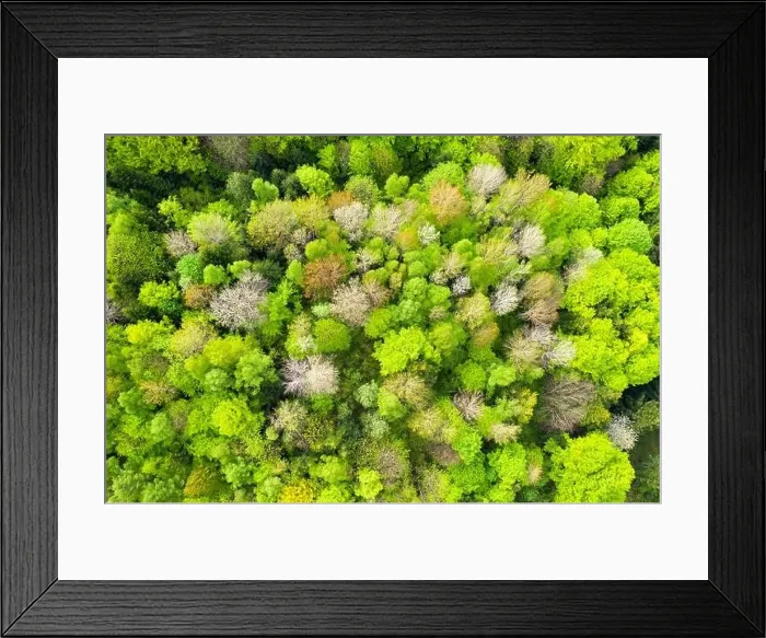 Framed Print : Aerial drone photo looking down on magical spring summer forest with bright green leaves. Nature background Framed Print : Aerial drone photo looking down on magical spring summer forest with bright green leaves. Nature background