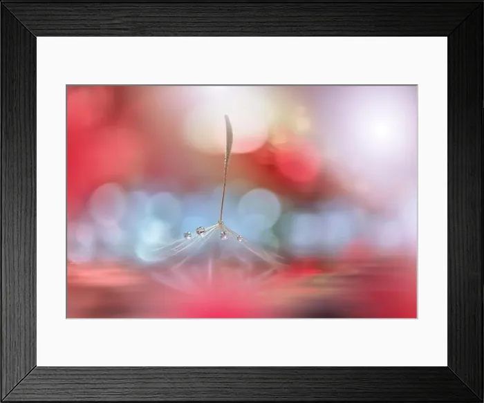 Framed Print : Beautiful Nature Background.Floral Art Design.Abstract Macro Photography.Pastel Flower.Dandelion Flowers.Red Background.Creative Artistic Wallpaper Framed Print : Beautiful Nature Background.Floral Art Design.Abstract Macro Photography.Pastel Flower.Dandelion Flowers.Red Background.Creative Artistic Wallpaper