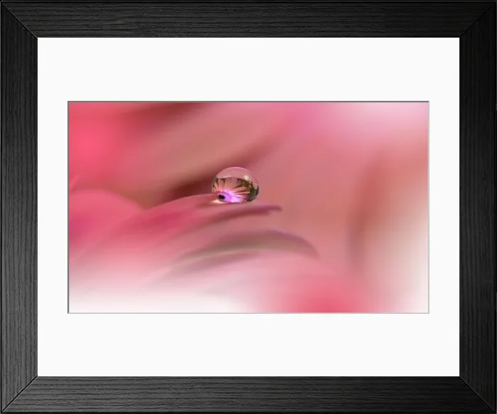 Framed Print : Beautiful macro shot of magic flowers.Border art design. Magic light.Extreme close up macro photography.Conceptual abstract image.Violet and Pink Drop Framed Print : Beautiful macro shot of magic flowers.Border art design. Magic light.Extreme close up macro photography.Conceptual abstract image.Violet and Pink Drop