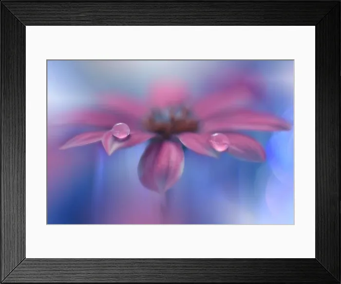 Framed Print : Beautiful Nature Background.Floral Art Design.Abstract Macro Photography.Daisy Flower.Pastel Flowers.Blue Background.Creative Artistic Wallpaper.Drops Framed Print : Beautiful Nature Background.Floral Art Design.Abstract Macro Photography.Daisy Flower.Pastel Flowers.Blue Background.Creative Artistic Wallpaper.Drops