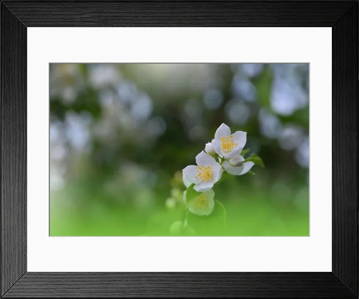 Framed Print : Beautiful Green Nature Background.Floral Art Design.Abstract Macro Photography.Colorful Flower.Blooming Spring Flowers.Creative Artistic Wallpaper Framed Print : Beautiful Green Nature Background.Floral Art Design.Abstract Macro Photography.Colorful Flower.Blooming Spring Flowers.Creative Artistic Wallpaper