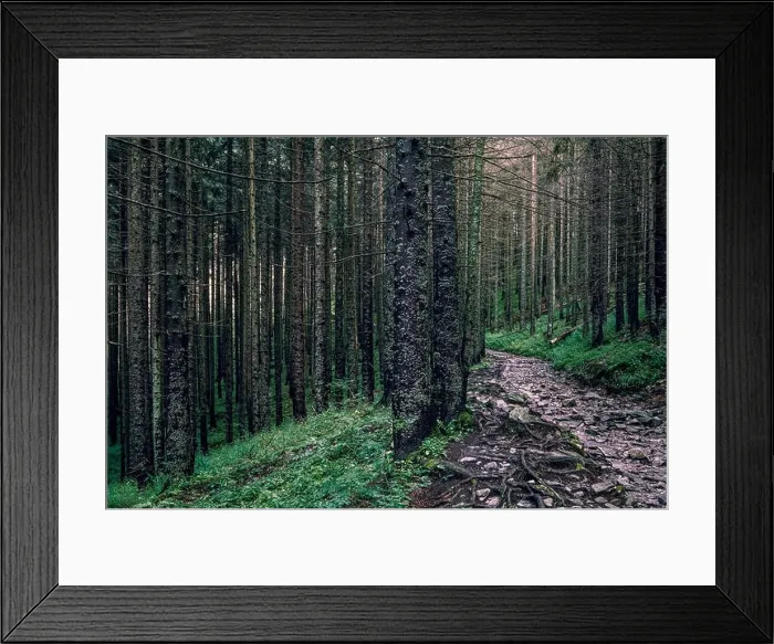 Framed Print : Scenic forest view with idyllic path after rain at summer morning in Tatra mountains, Poland Framed Print : Scenic forest view with idyllic path after rain at summer morning in Tatra mountains, Poland