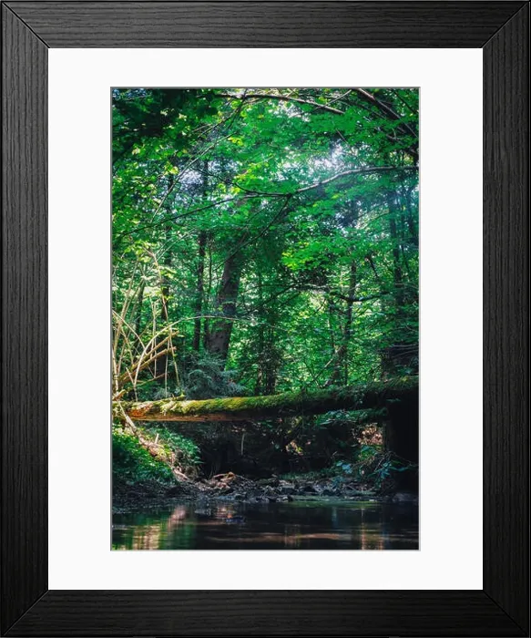 Framed Print : Tree log like a bridge above the river Framed Print : Tree log like a bridge above the river