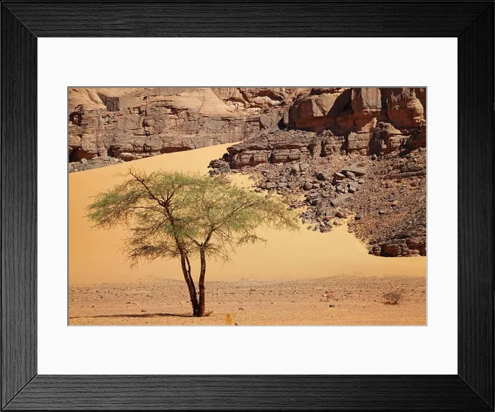 Framed Print : Single tree in Sahara Desert, Algeria Framed Print : Single tree in Sahara Desert, Algeria