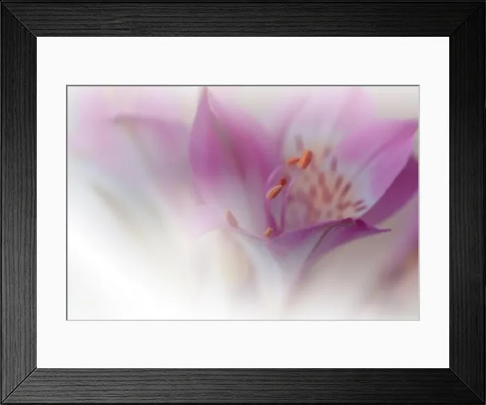 Framed Print : Beautiful Nature Background.Floral Art Design.Abstract Macro Photography.Violet Flower.Pastel Flowers.White Background.Creative Artistic Wallpaper Framed Print : Beautiful Nature Background.Floral Art Design.Abstract Macro Photography.Violet Flower.Pastel Flowers.White Background.Creative Artistic Wallpaper