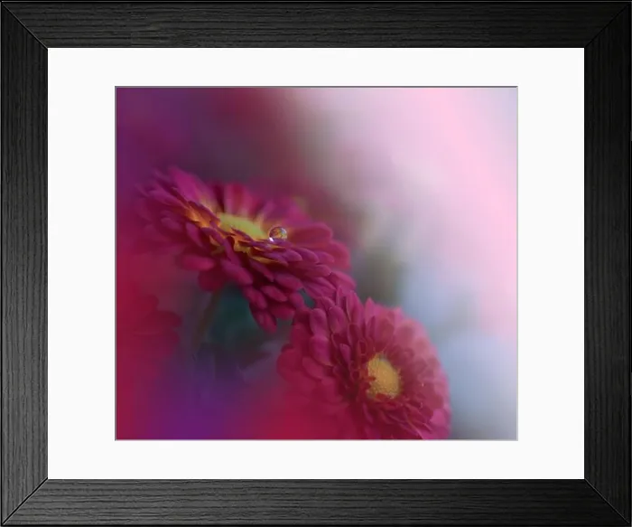 Framed Print : Beautiful Nature Background.Floral Art Design.Abstract Macro Photography.Red Daisy Flower.Pastel Flowers.Pink Background.Creative Artistic Wallpaper Framed Print : Beautiful Nature Background.Floral Art Design.Abstract Macro Photography.Red Daisy Flower.Pastel Flowers.Pink Background.Creative Artistic Wallpaper