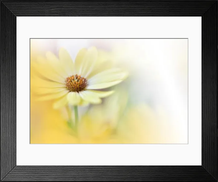 Framed Print : Beautiful Nature Background.Floral Art Design.Abstract Macro Photography.Daisy Flower.Pastel Flowers.Yellow Background.Creative Artistic Wallpaper Framed Print : Beautiful Nature Background.Floral Art Design.Abstract Macro Photography.Daisy Flower.Pastel Flowers.Yellow Background.Creative Artistic Wallpaper