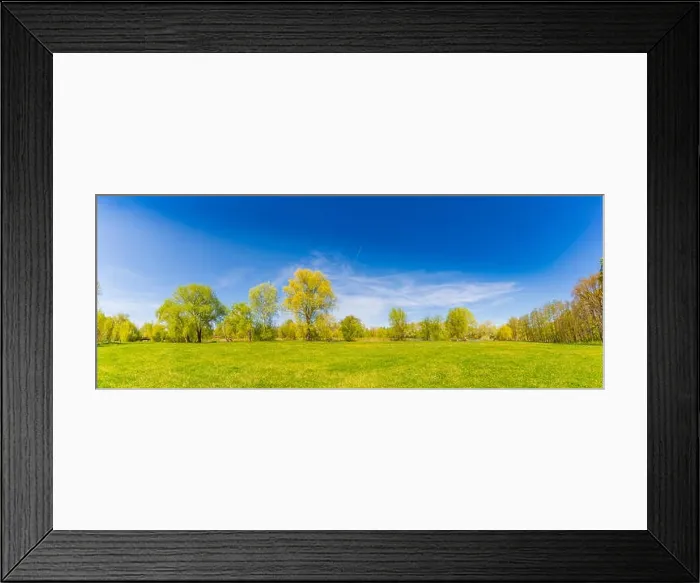 Framed Print : Beautiful summer spring landscape with green trees and field of daisy flowers Framed Print : Beautiful summer spring landscape with green trees and field of daisy flowers
