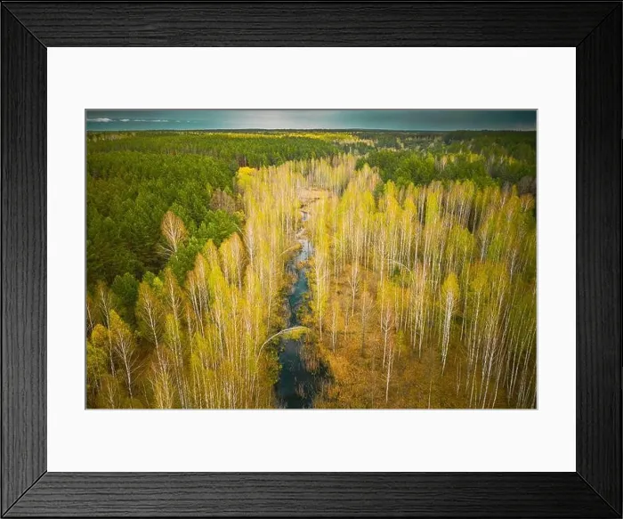 Framed Print : Spring Season. Aerial View. Young Birches Grow Among Small Marsh Bog Swamp. Deciduous Trees With Young Foliage Leaves In Landscape In Early Spring Framed Print : Spring Season. Aerial View. Young Birches Grow Among Small Marsh Bog Swamp. Deciduous Trees With Young Foliage Leaves In Landscape In Early Spring